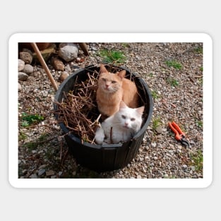 Two Cats in Garden Tub Sticker